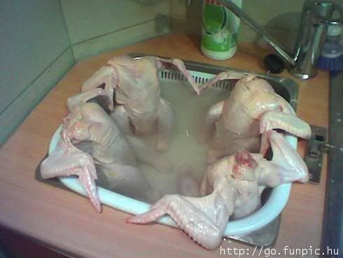 CHickens in a hot tub