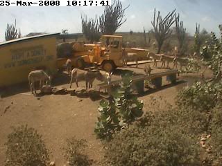 so disappointed in the Eden cams lately, donks are busy today