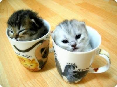another cup of kittens please
