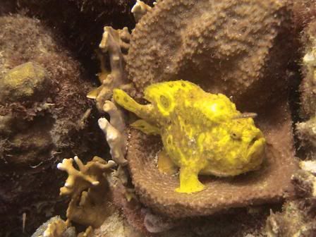 Yellow Frogfish