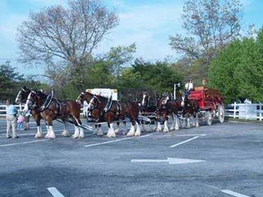The Budweiser Clydesdale Team