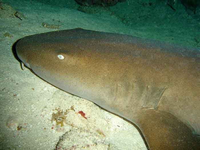 Shark on Frenchmen's Reef