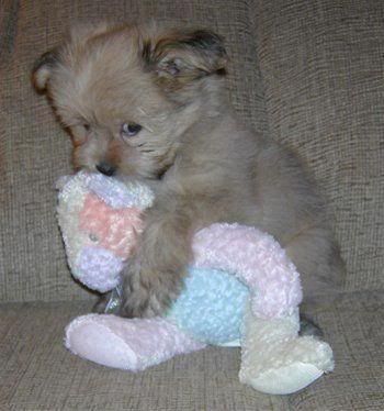 teddy puppy