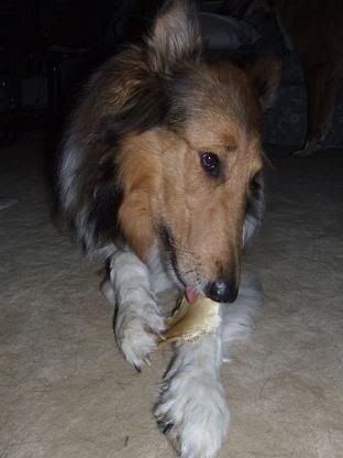 chewing on a bone