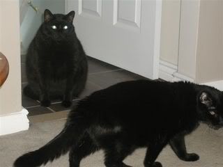 Are Oscar and Midnight planning a Welcoming Party?  Don't think so!!!