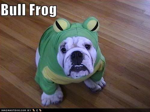 here froggy