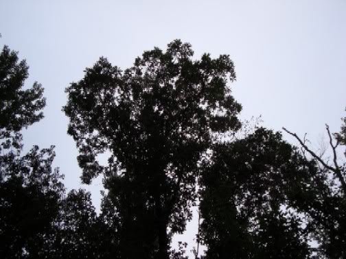 trees in silouette