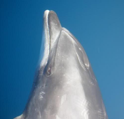dolphin eye