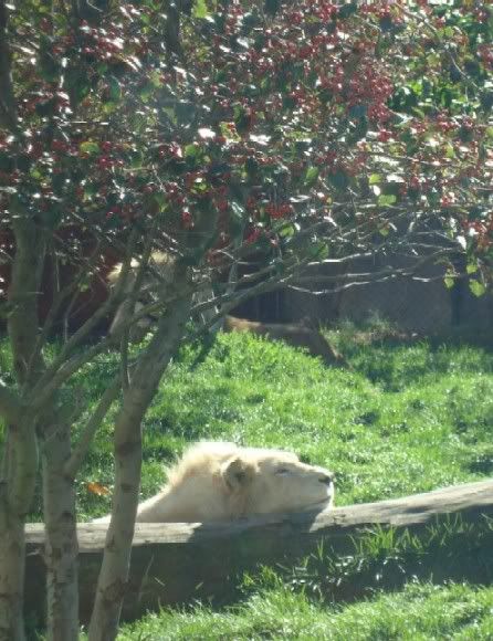 sleepy lion from the zoo