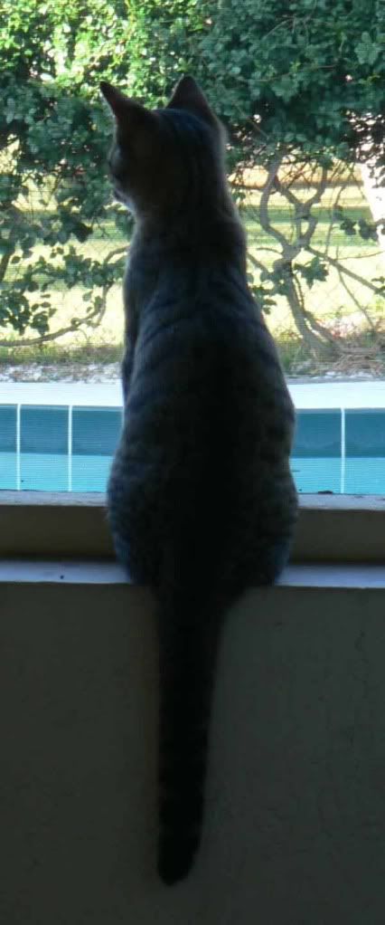 Bas looking out at the pool
