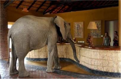 elephant at check in desk
