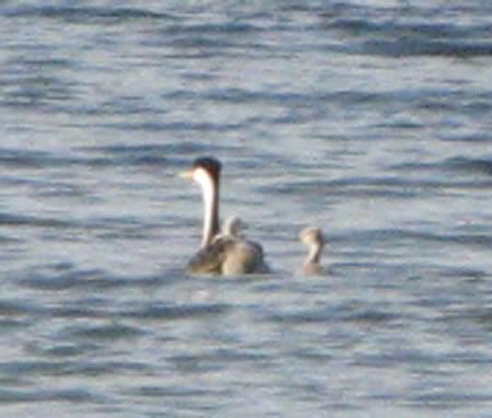 momma grebe with her babies