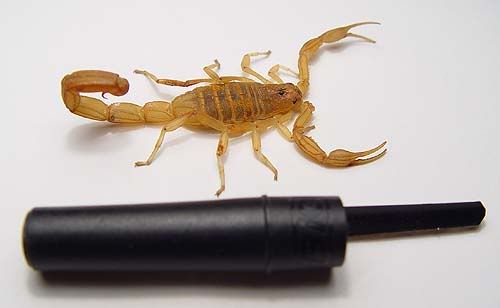 Full Scorpion