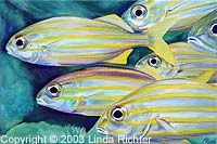 Small Mouth Grunts - Copyright (c) 2003 by Linda Richter - All Rights Reserved