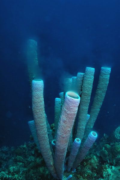 smoking tube sponges