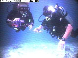 divers12.jpg