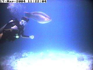 fishdiver.jpg