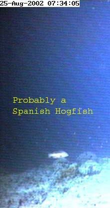 hogfish