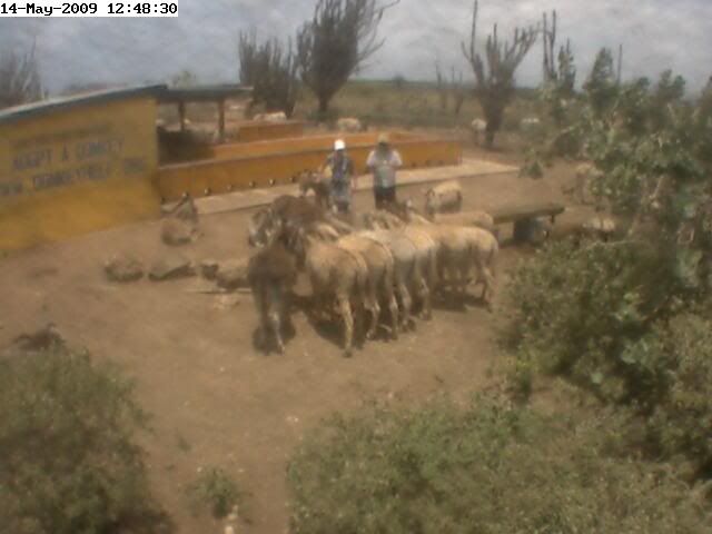 is at donkeycam