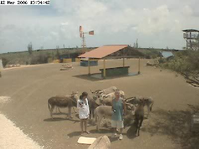 The donkeys have visitors
