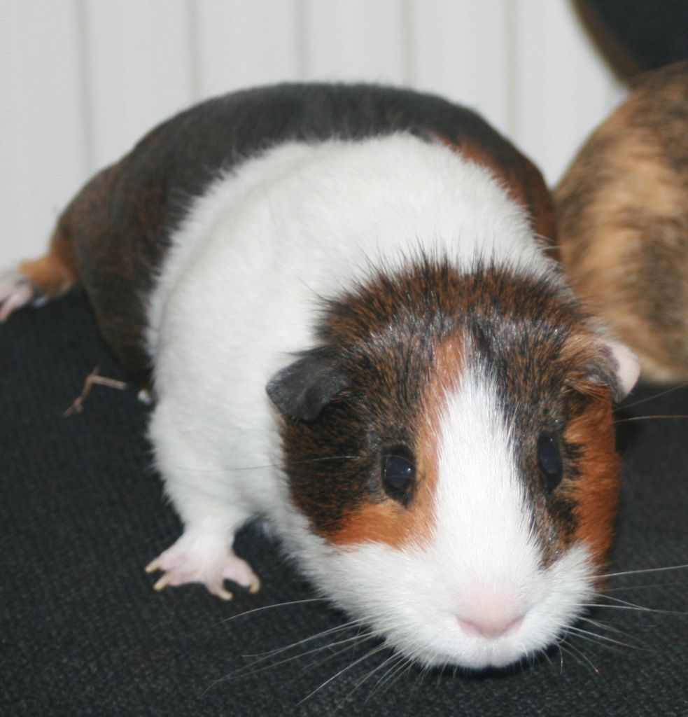 Benny2_zpsfe467376.jpg