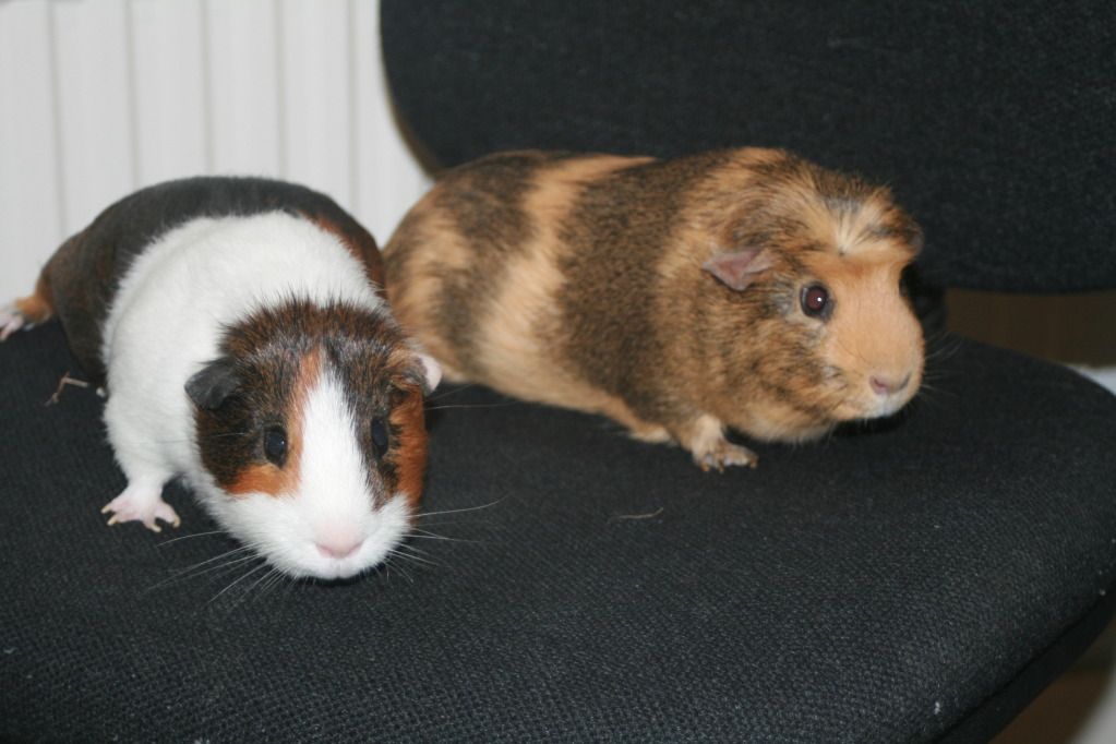 BennyandJerry_zpsb16554b3.jpg