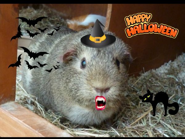 Halloweenpic_zps3eb8c227.jpg