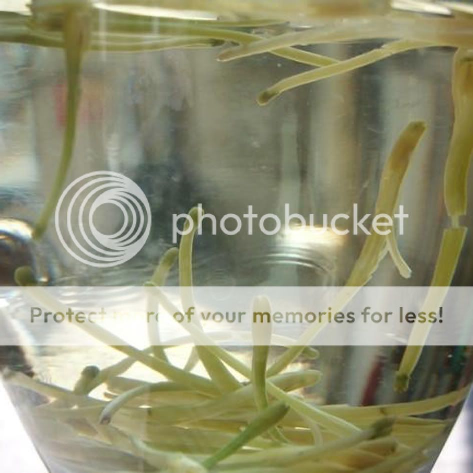 金银花beautifying honeysuckle flower tea 30g