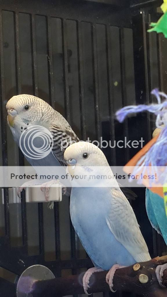Need help about baby budgie's gender! - Talk Budgies Forums